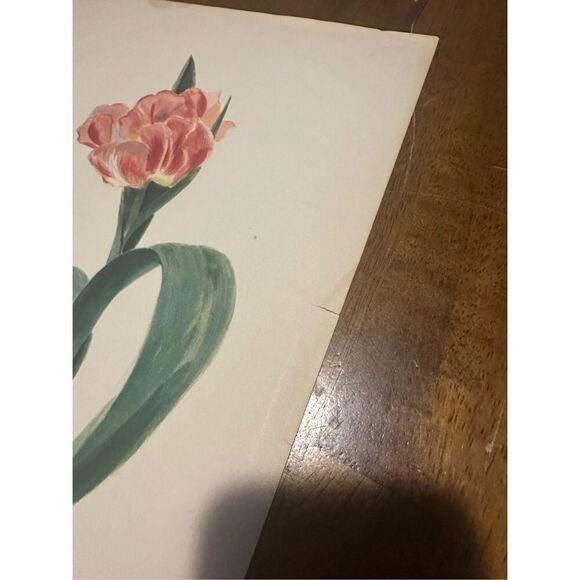Flowers Drawn by Arlette Davids Text by Princess Bibesco prints Tulips 10x14” - Picture 8 of 9